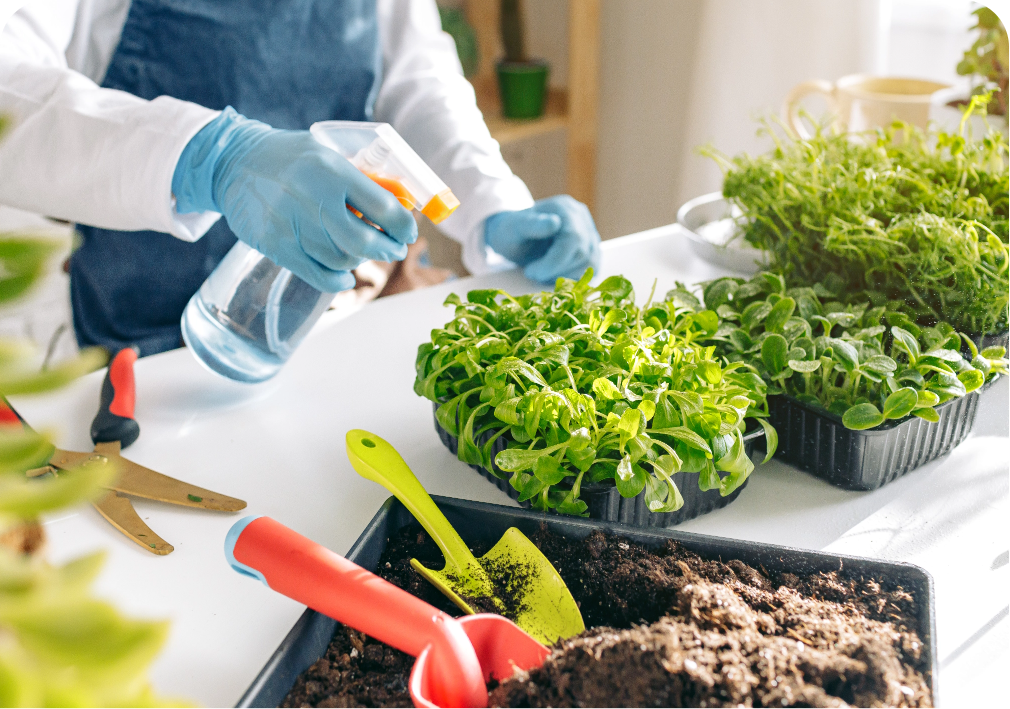 How to Grow Indoor Herbs: 5 Tips for Beginners