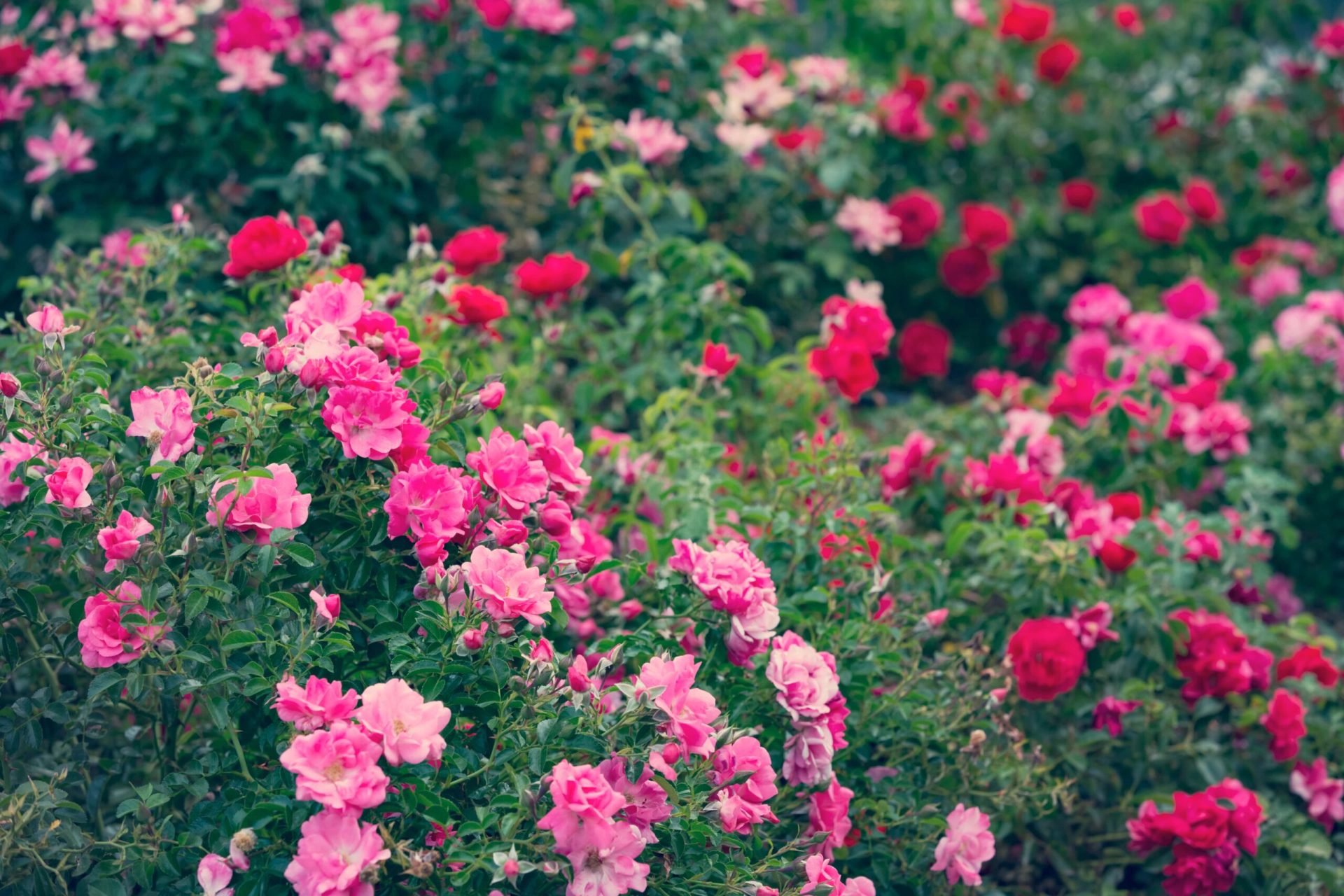 Pink rose bushes - rose growing guide