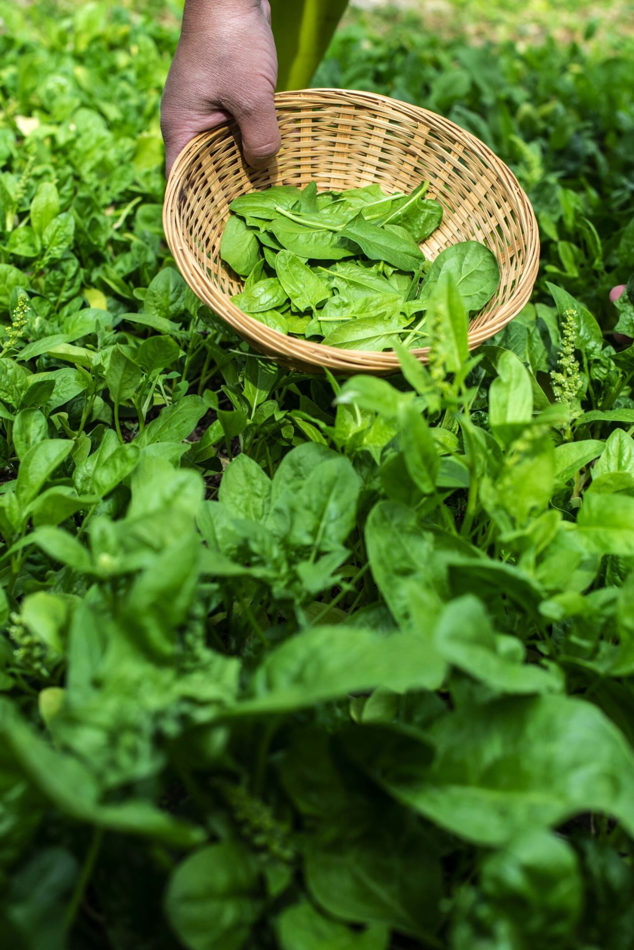 Spinach in garden - spinach growing guide