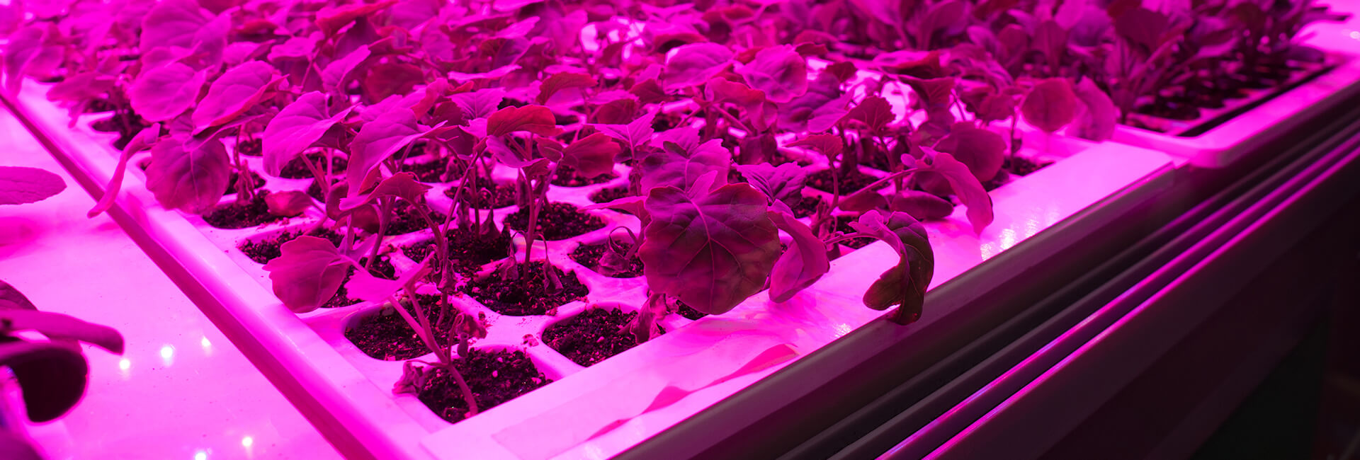 Lettuce growing under hydrophonic lights