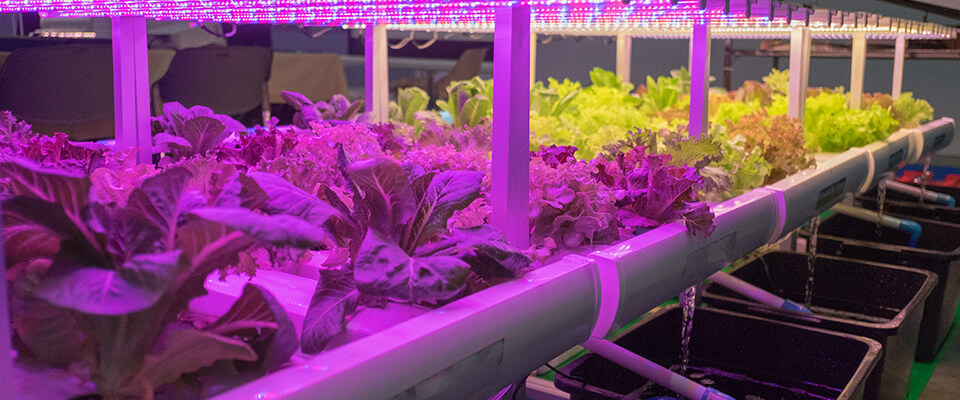 Hydroponic red lights over plants