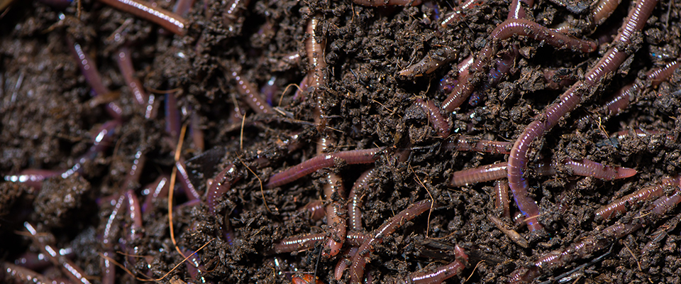 Worms in soil