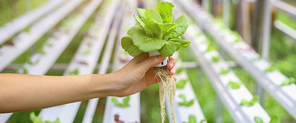 Hydroponic plant harvested