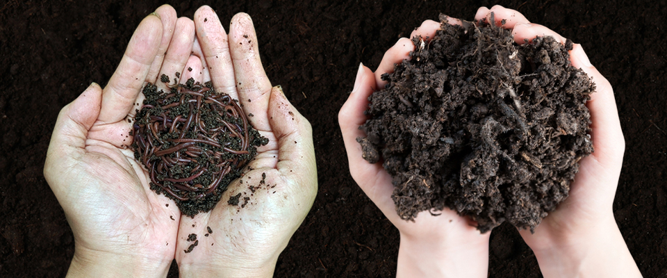 Worm casting soil vs regular soil