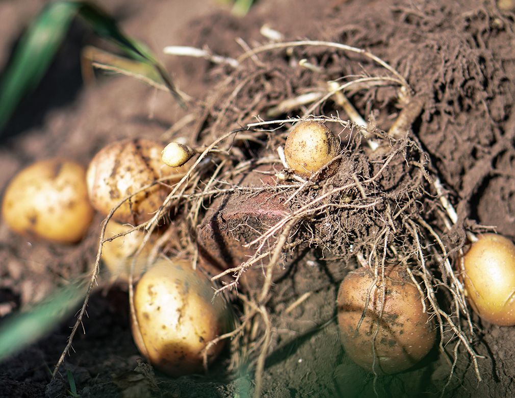11 Top Tips for Thriving Potato Growth in Raised Beds