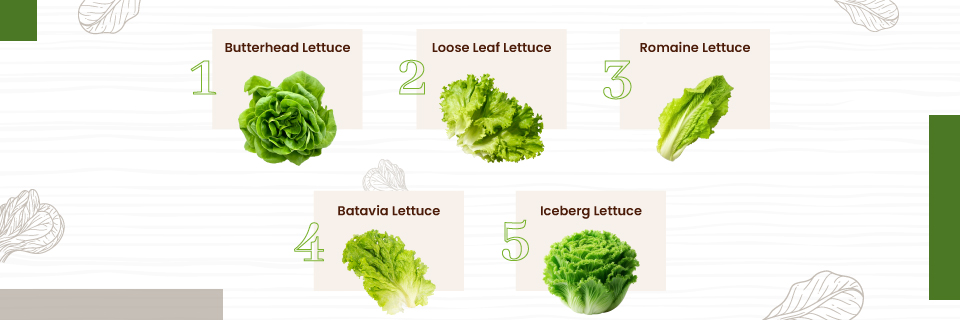 best indoor lettuce varieties