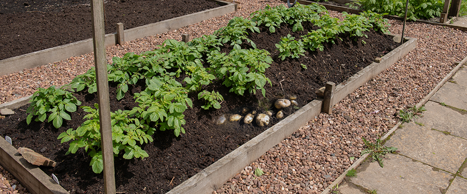 growing potatoes in raised beds