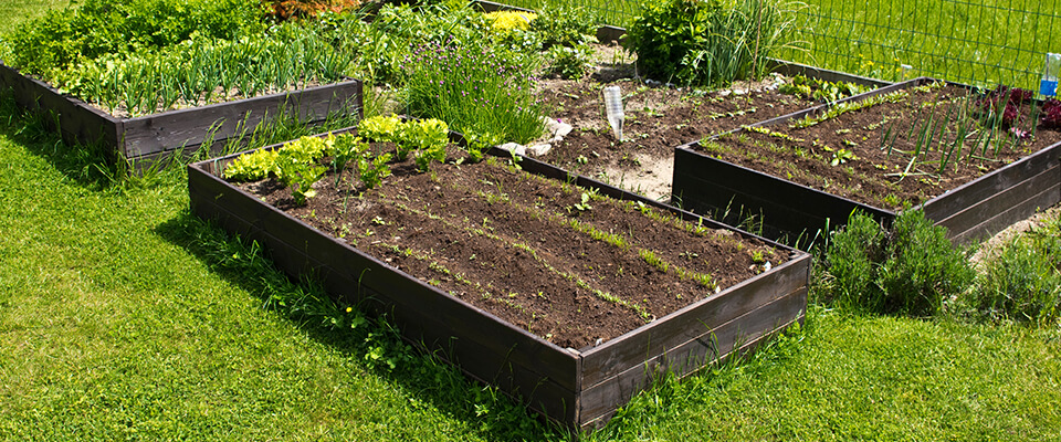 How Big Does Your Garden Need to Be to Feed Your Family?