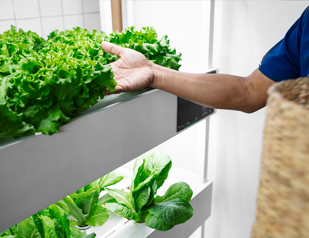 Indoor Lettuce Gardening: A Comprehensive How-To