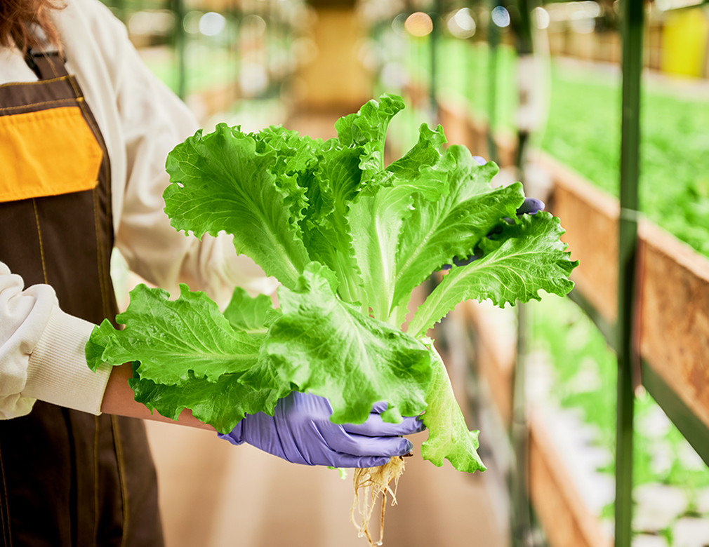 Indoor Lettuce Gardening: A Beginner’s Guide to Indoor Growing