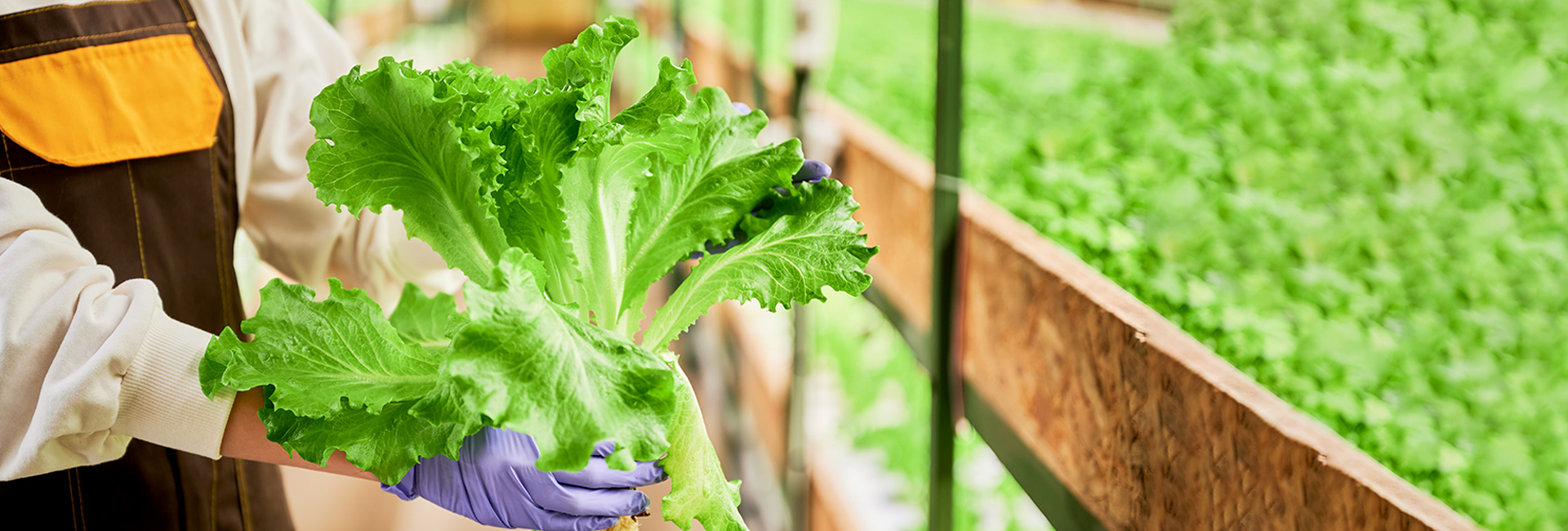 growing lettuce indoors