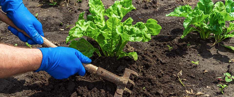 tending to your garden