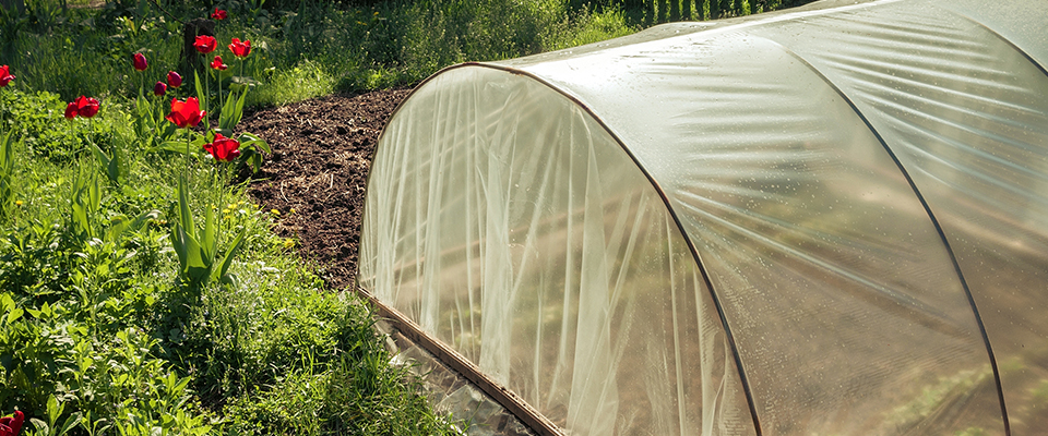 best winter cover crops for your raised beds garden