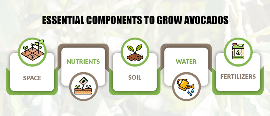 Essential-Components-to-Grow-Avocados