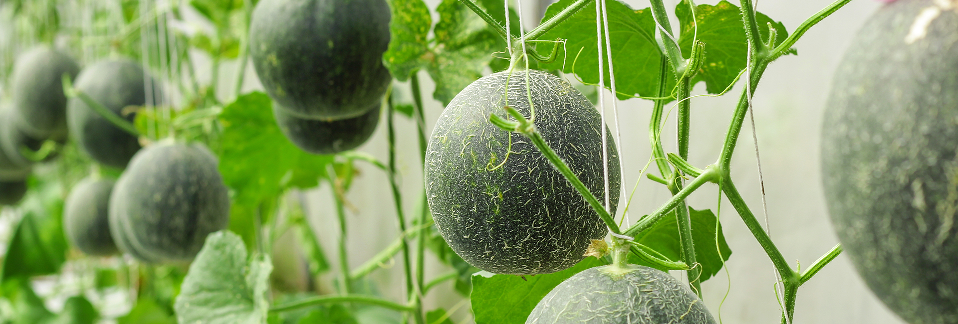 Process of Growing Melons in Containers