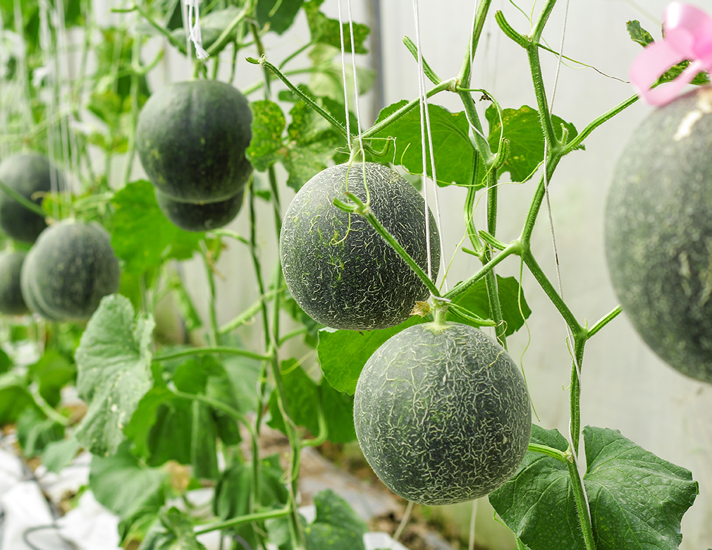 Growing Melons in Containers: Big Flavor in Small Spaces