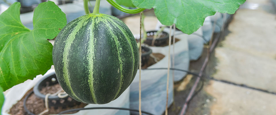 how to grow watermelon in container