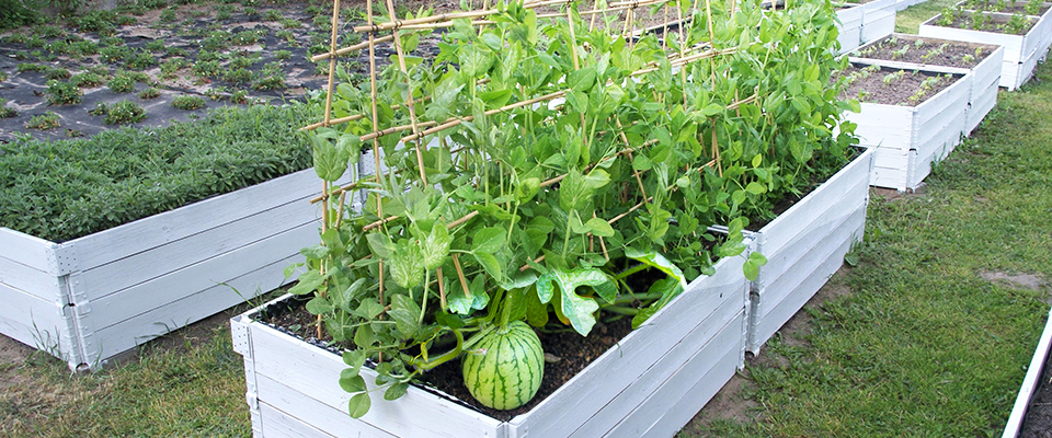 tips to growing cantaloupes in raised beds