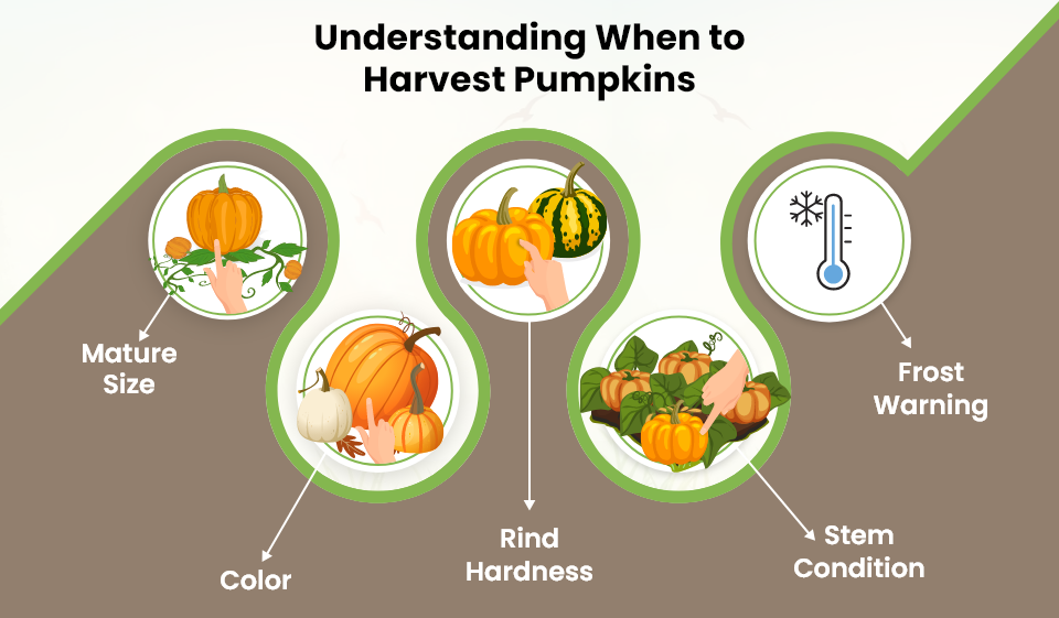 when to harvest pumpkin