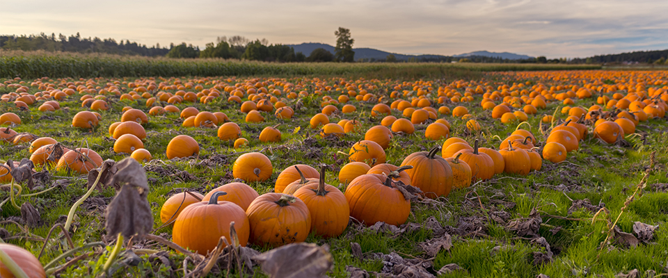 7-tips-for-harvesting-pumpkins-to-maximize-yields