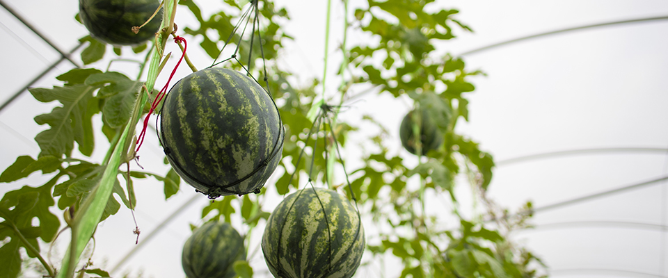 how to trellis your watermelon and cantaloupe plants for grow healthy