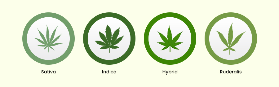 4-Best-Cannabis-Strains