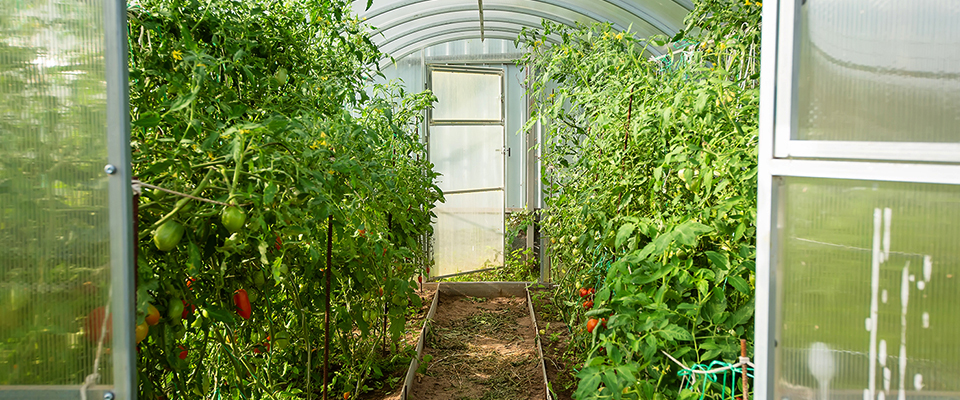 Overwintering vegetables technique