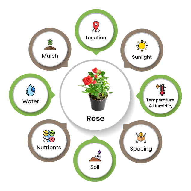 how to grow roses from seeds