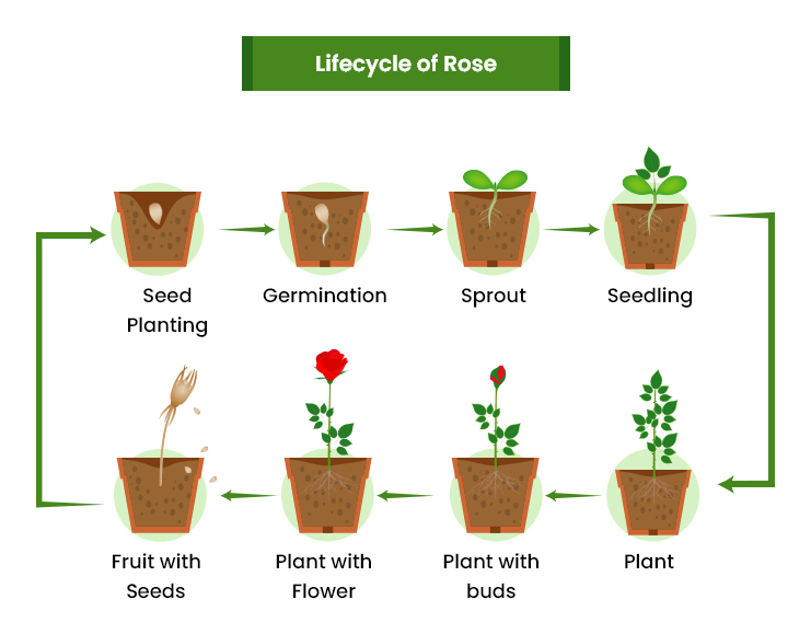 rose growth stages
