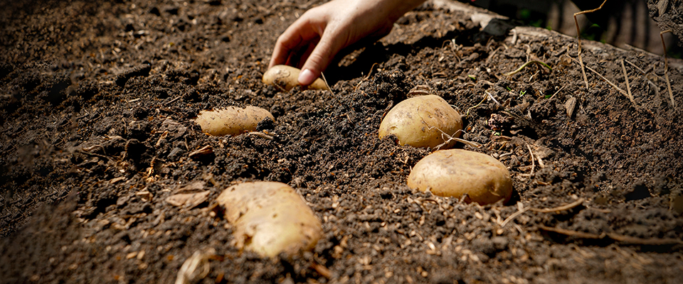 Potato Growing Techniques