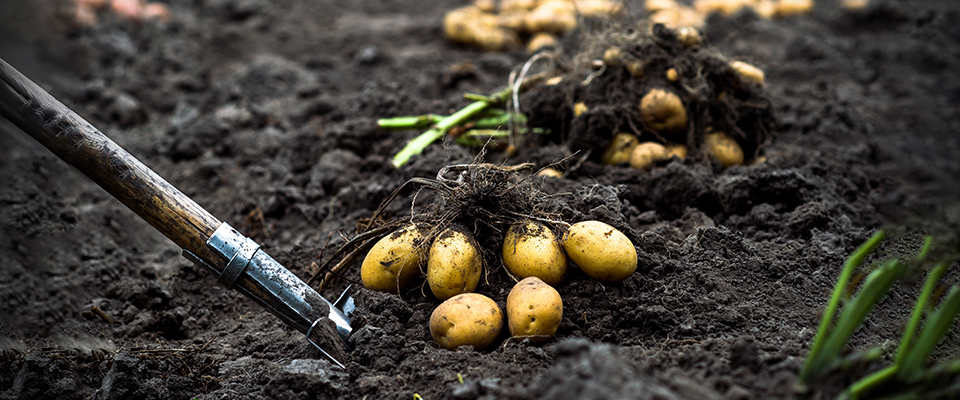 tips for hilling potatoes