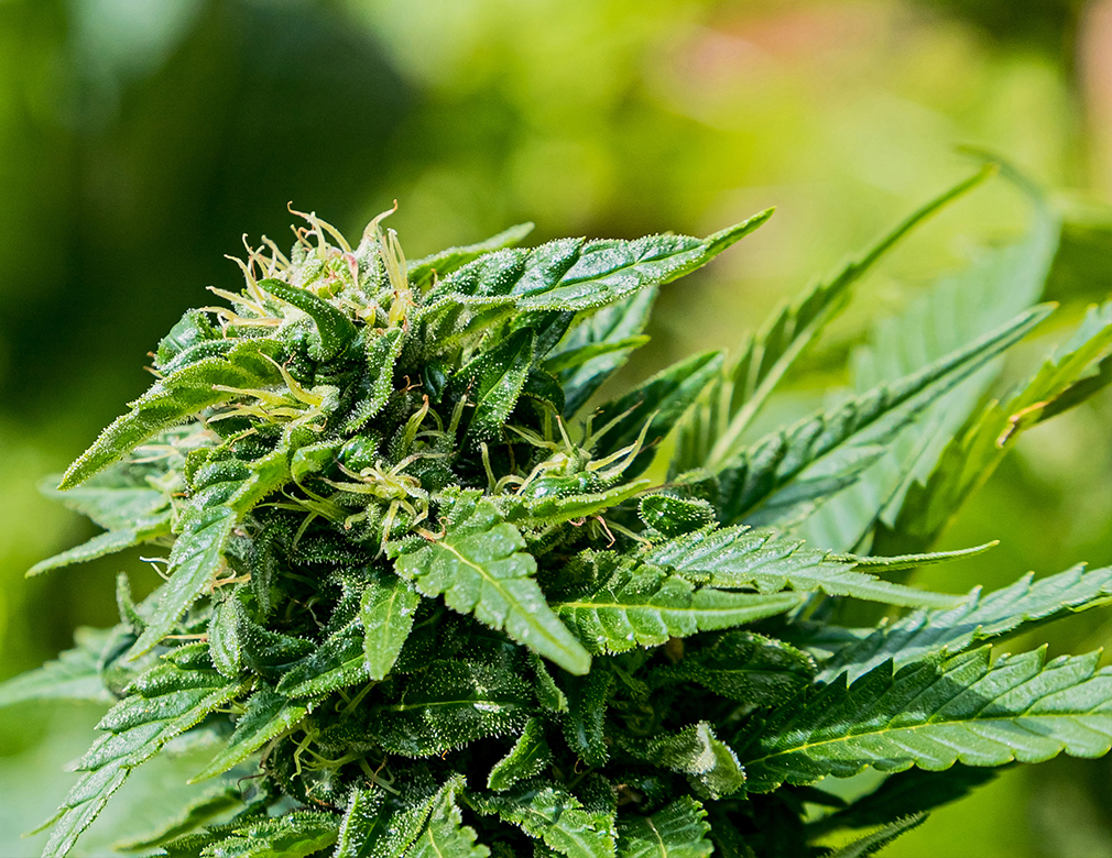 Triploid Cannabis: A New Frontier in Cultivation?