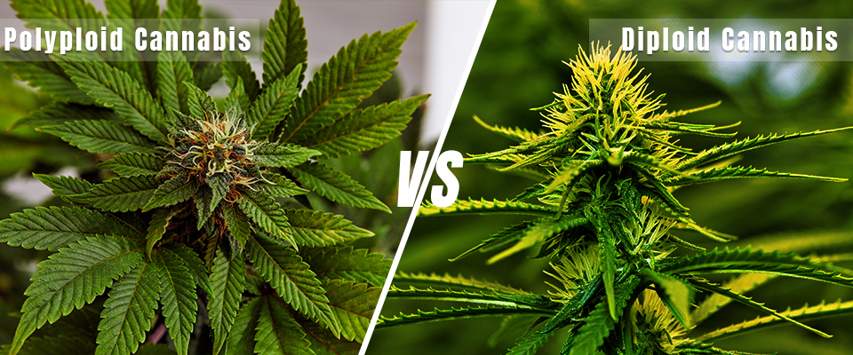 Polyploid Cannabis vs Diploid Cannabis