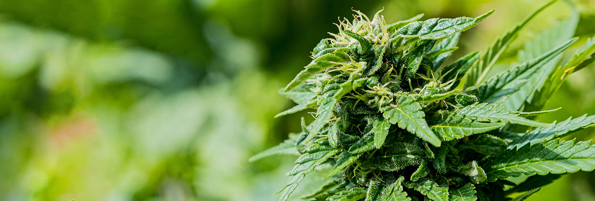 triploid cannabis cultivation