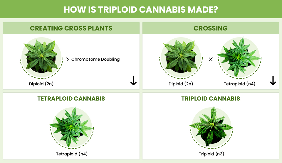 how triploid cannabis made