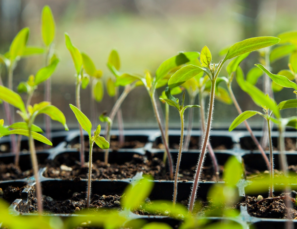 How to Fix and Prevent Leggy Seedlings: 4 Quick Remedies