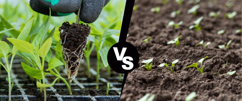 leggy seedlings vs healthy seedlings