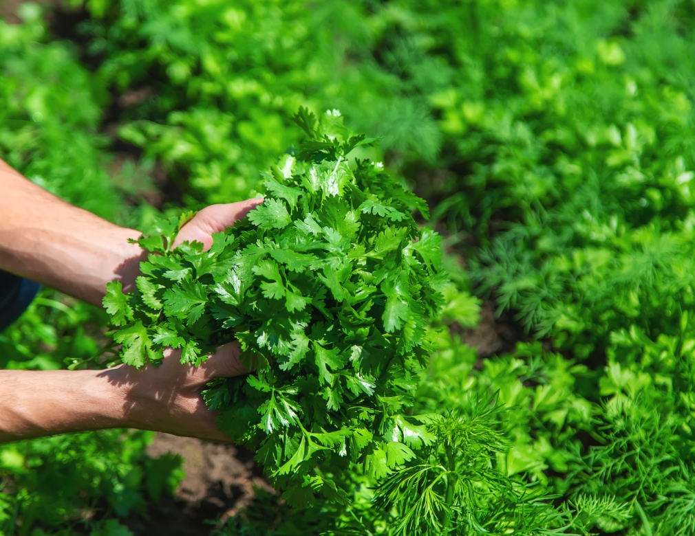 7 Best Cilantro Companion Plants to Prevent Bolting, Improve Taste & More