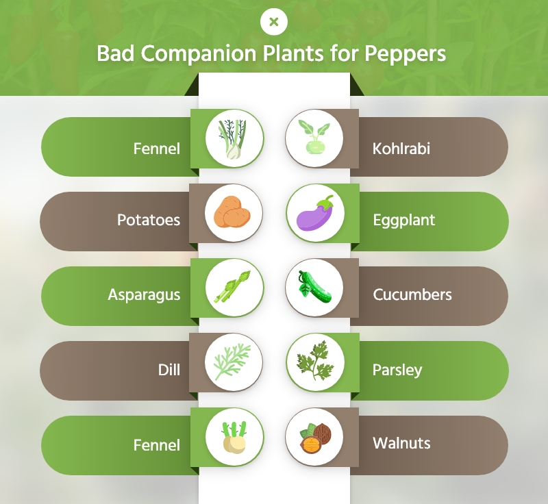 bad companion plants for peppers