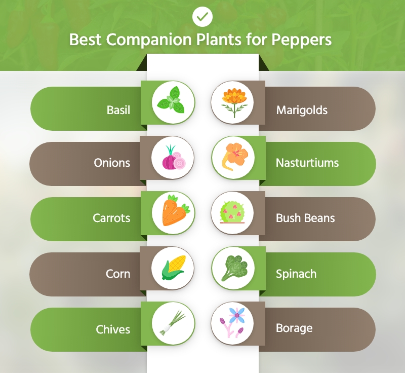 best companion plants for peppers