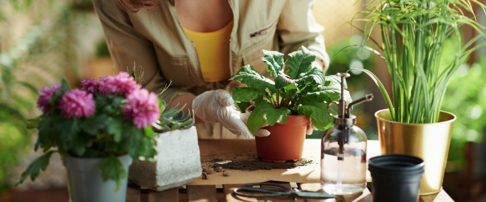 growing plants in buckets