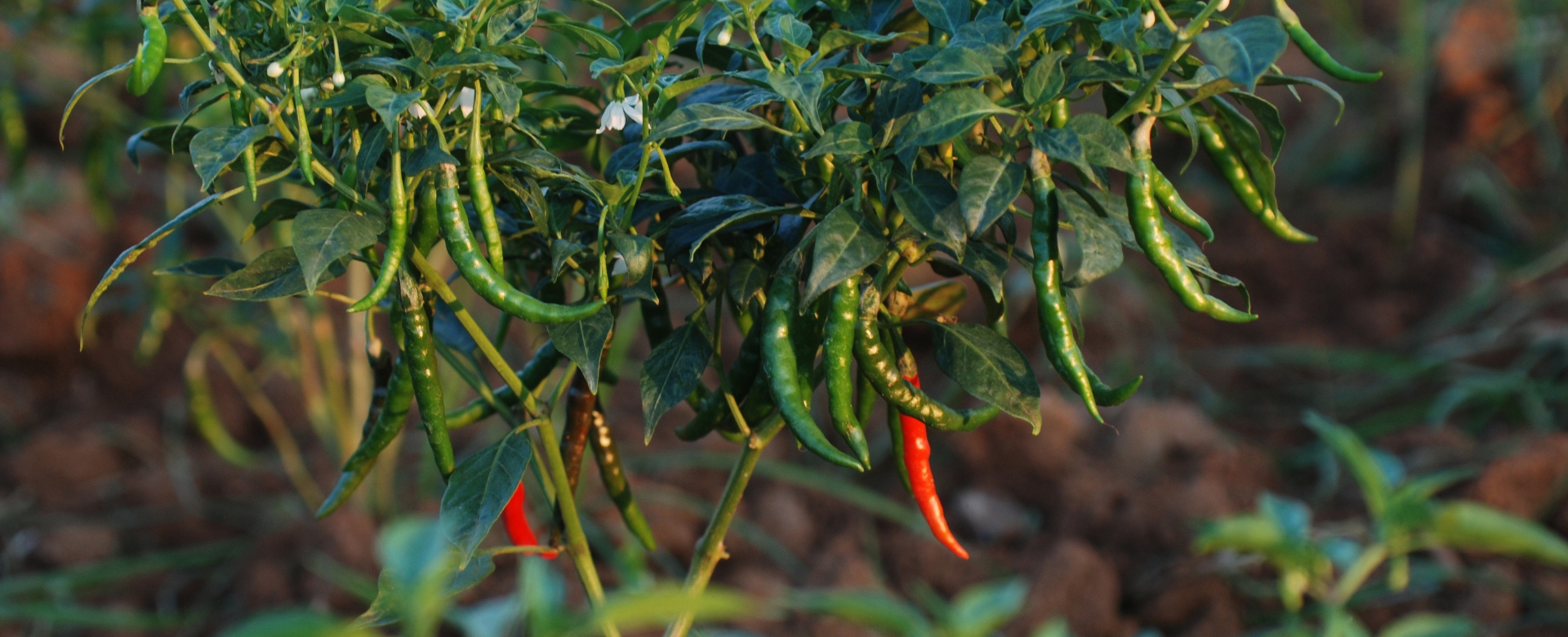 pepper companion planting