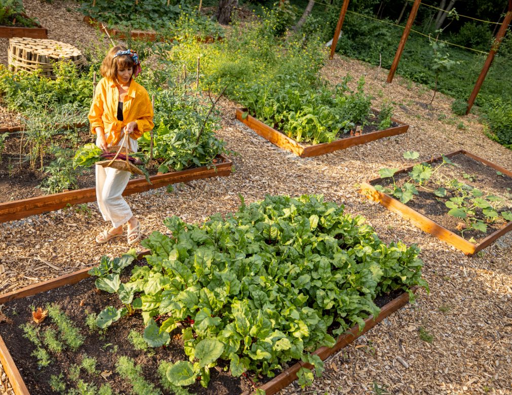 Back to Eden Gardening: A Low-Maintenance Approach