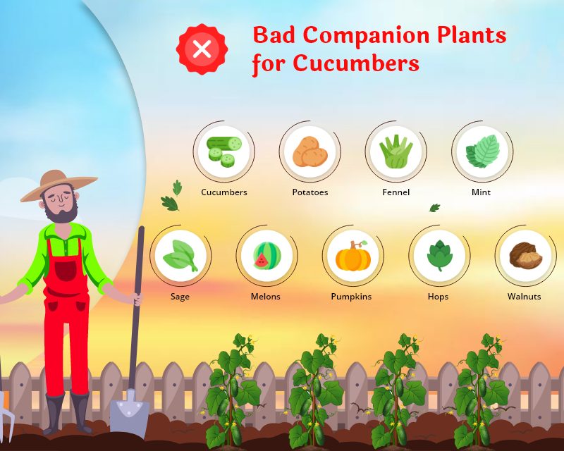 bad cucumbers companion plan