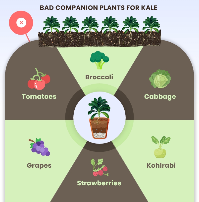 bad kale companion plan