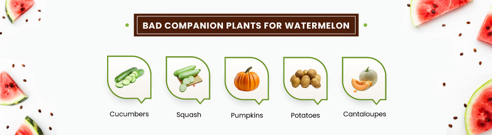 Bad-Companion-Plants-for-Watermelon