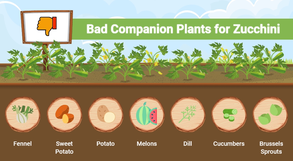 Bad Companion Plants for Zucchini