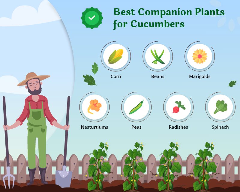 best cucumbers companion plan