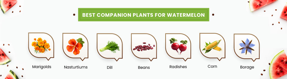 Best-Companion-Plants-for-Watermelon