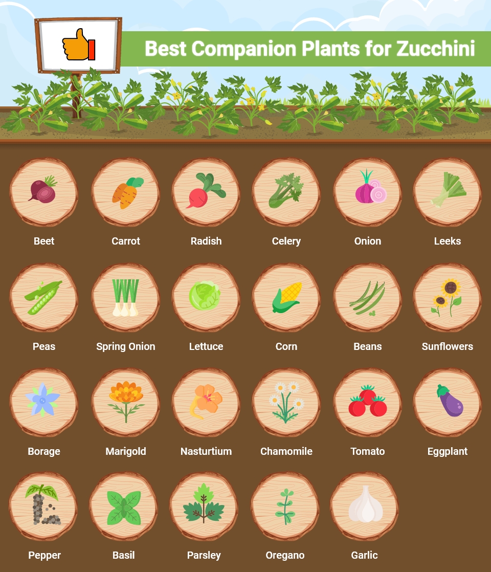 Best Companion Plants for Zucchini